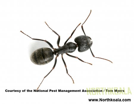 Facts About Ants